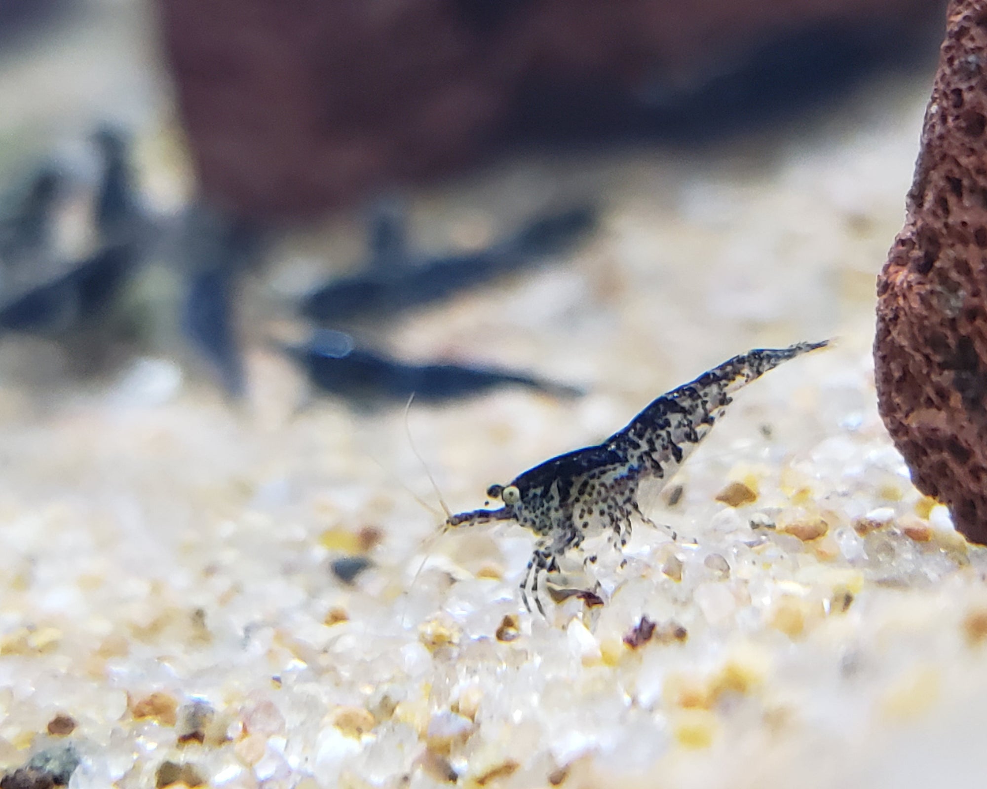 Blue Rili Shrimp