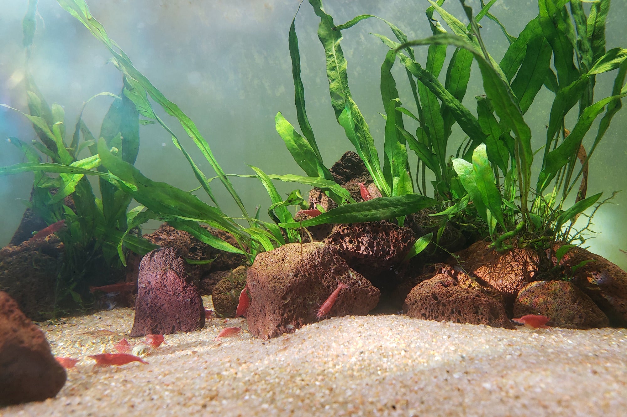 Natural Sand Aquarium Substrate planted tank