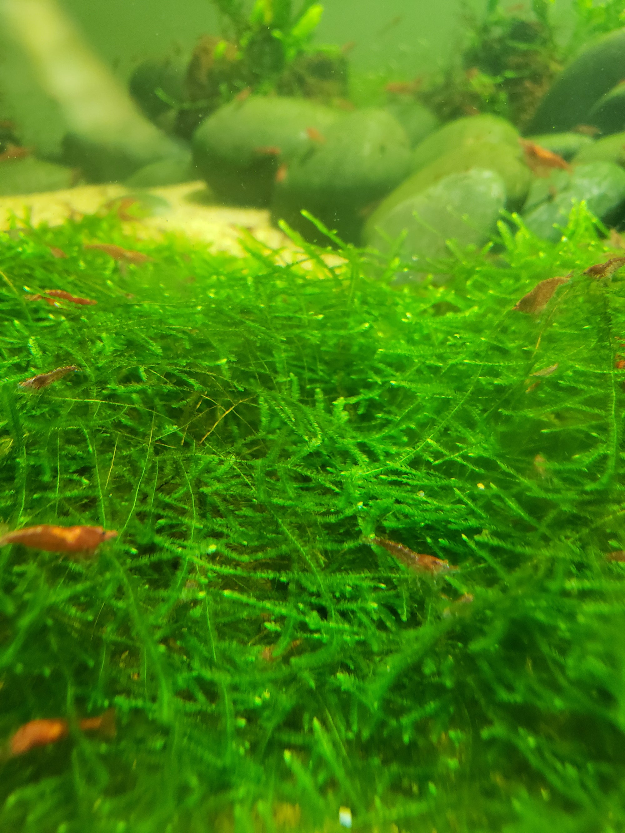 Java Moss - 🔥Buy 2 Get 1 Free🔥(Large Healthy Clumps, Home Grown)