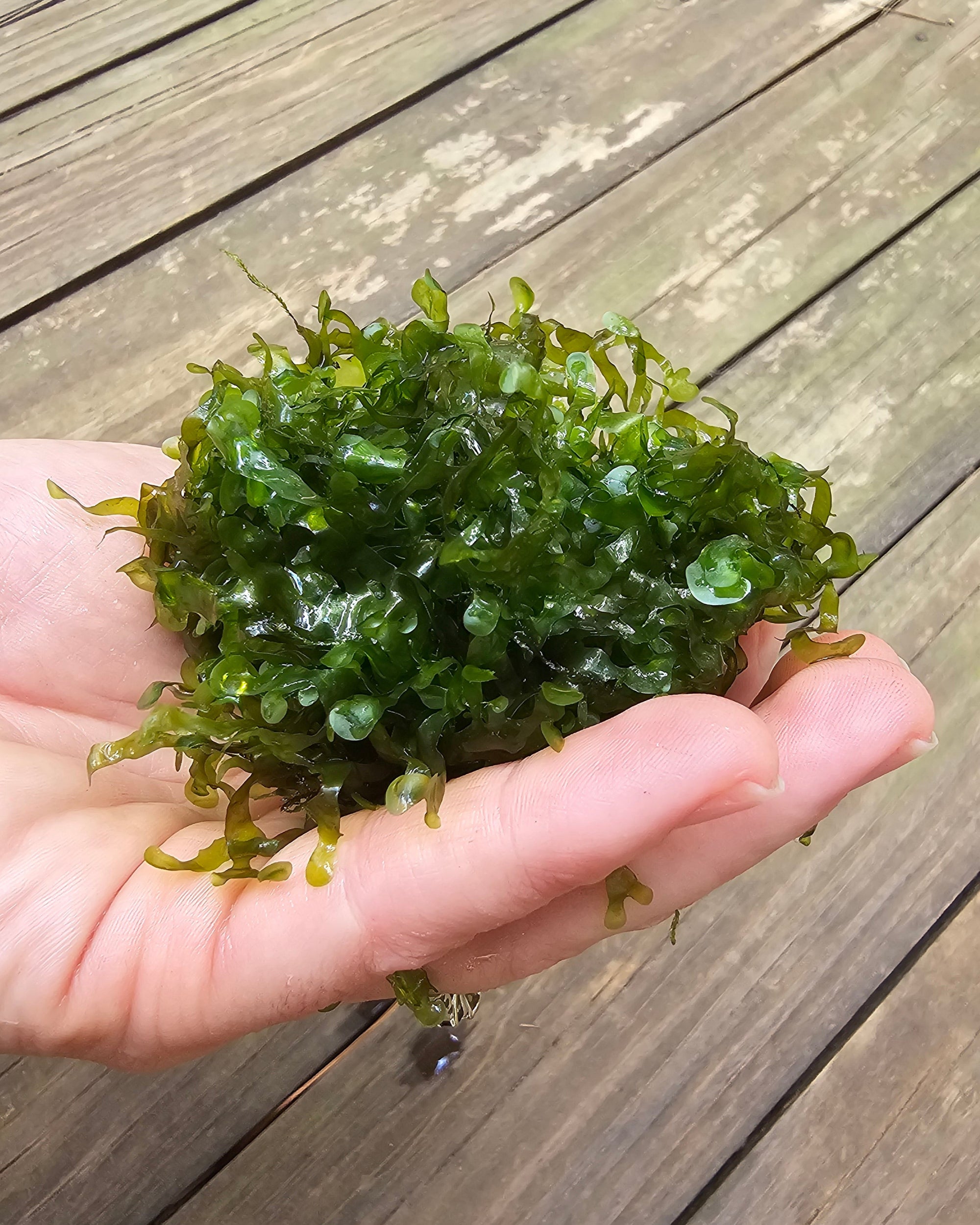 Pellia Moss Aquatic Plant