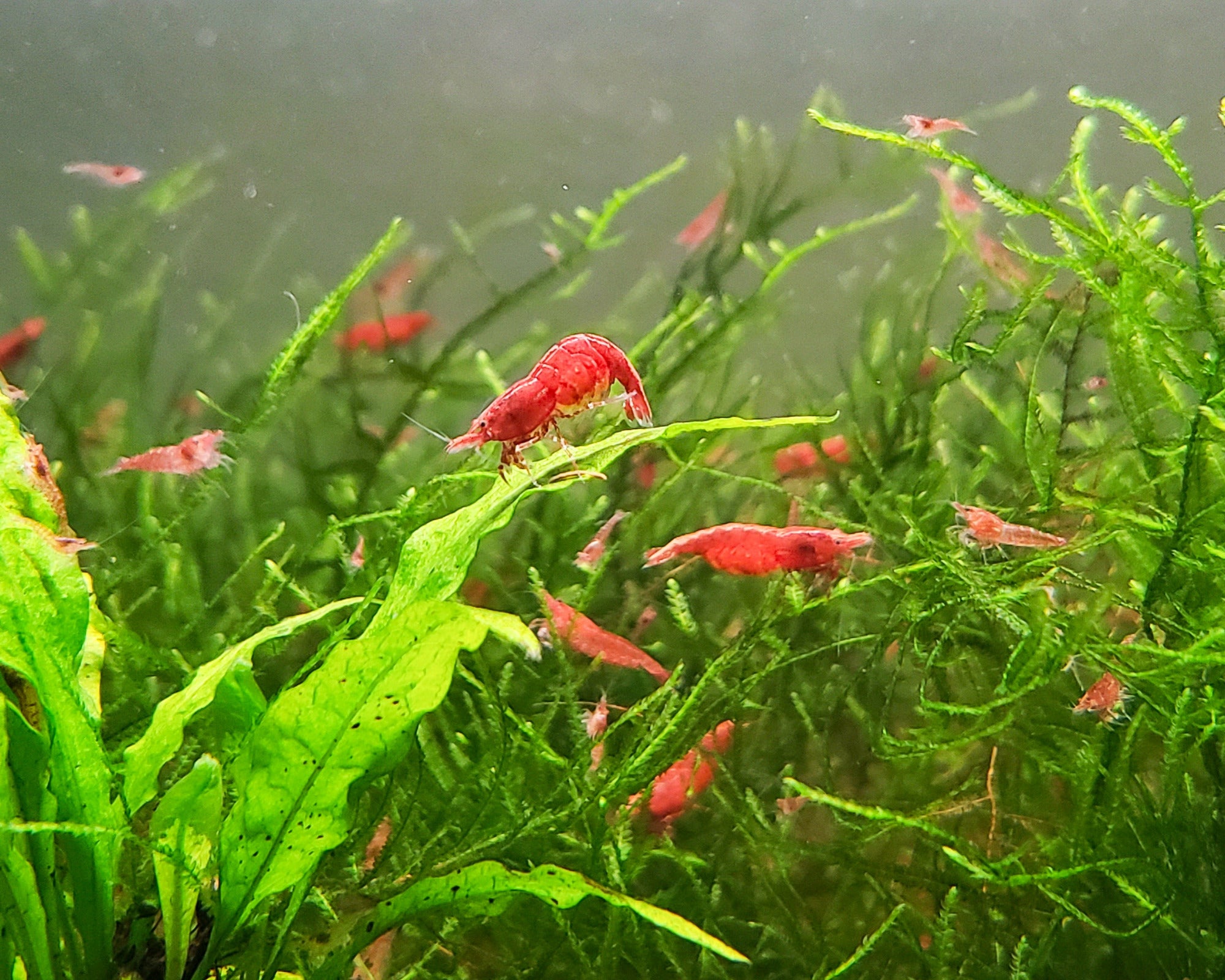 Red Cherry Shrimp Neocaridina