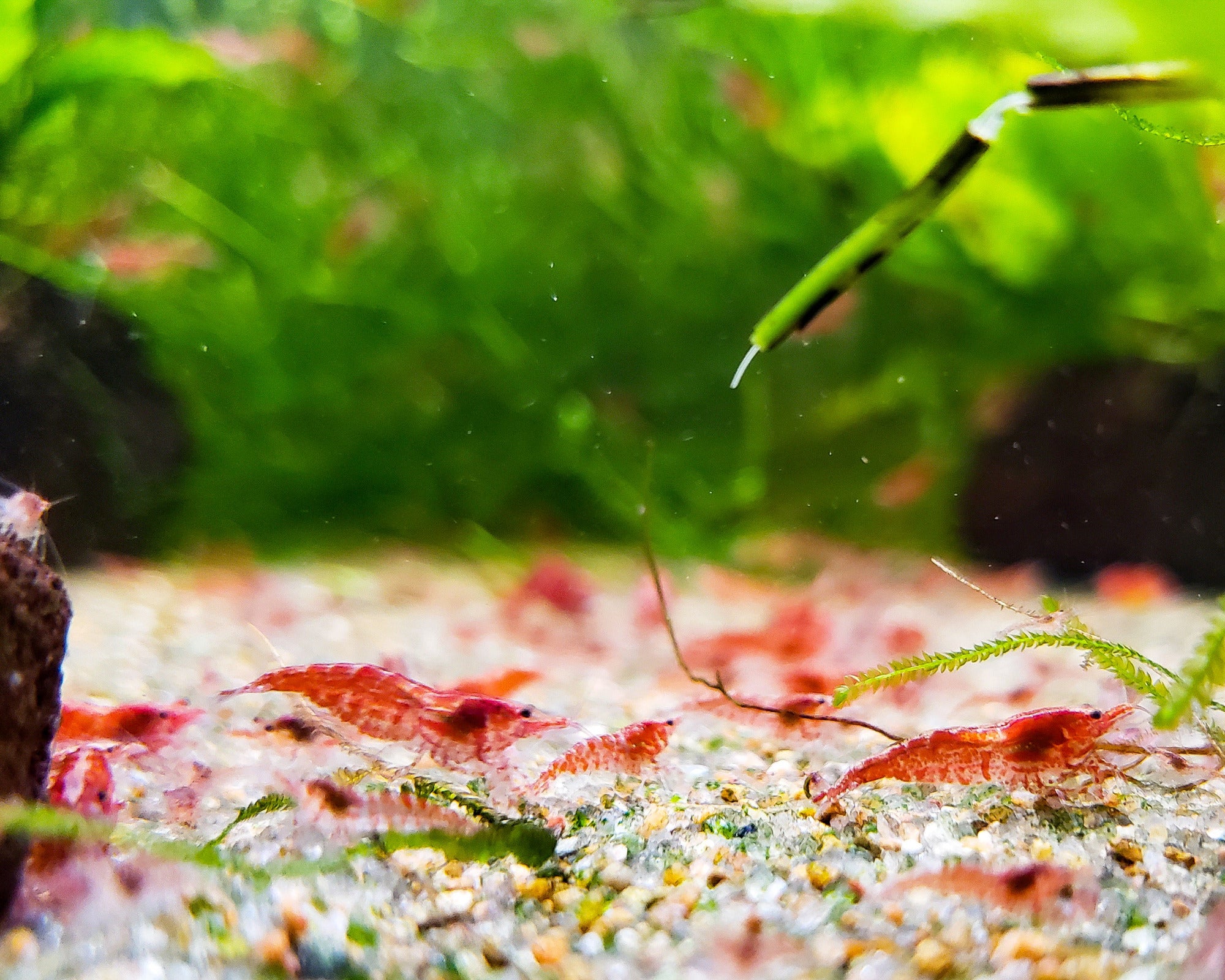 Red Cherry Shrimp Neocaridina