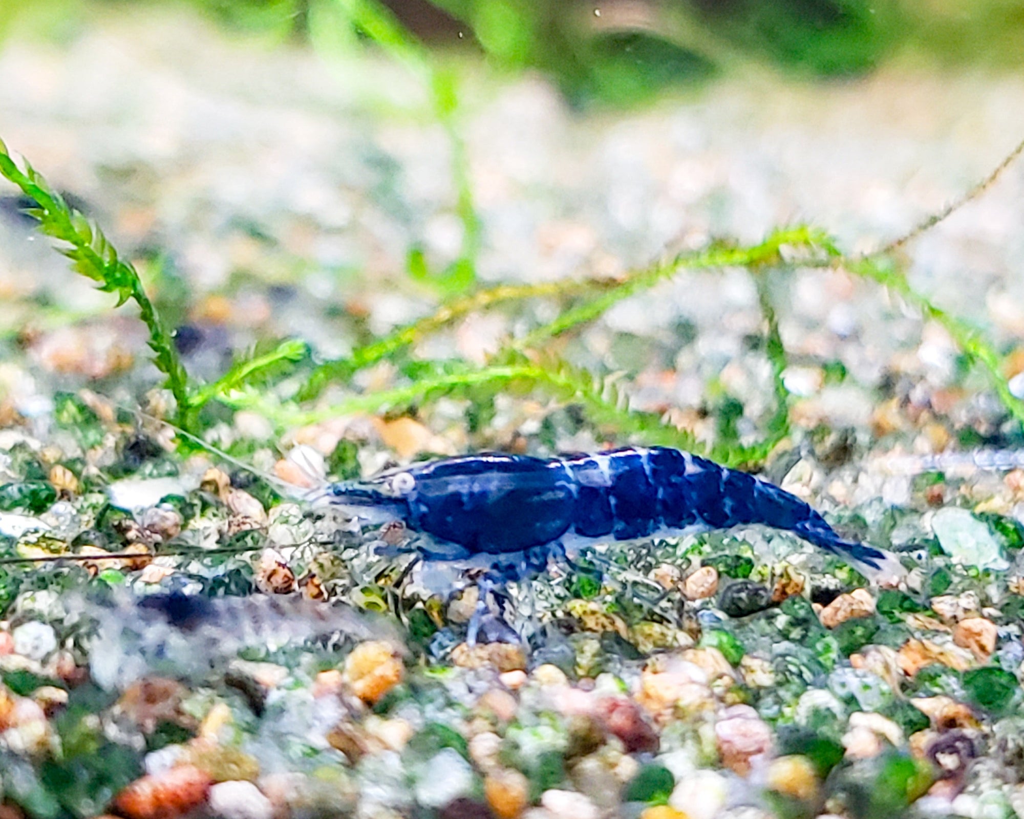 Blue Rili Shrimp Neocaridina