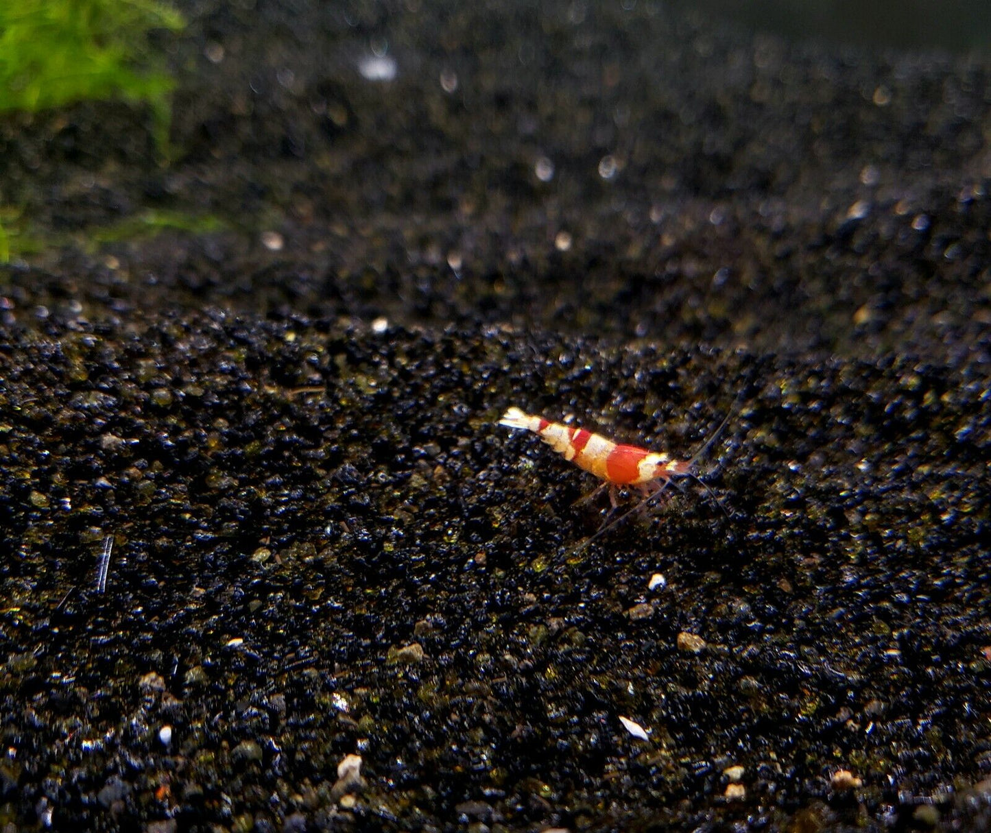Black Aquarium Sand WASHED READY FOR USE Medium Grain Substrate 12, 25, 45LBS