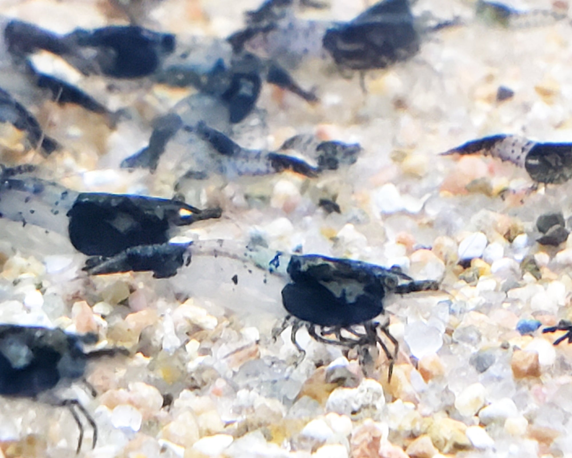 Carbon Rili Shrimp Neocaridina Dwarf Shrimo\p