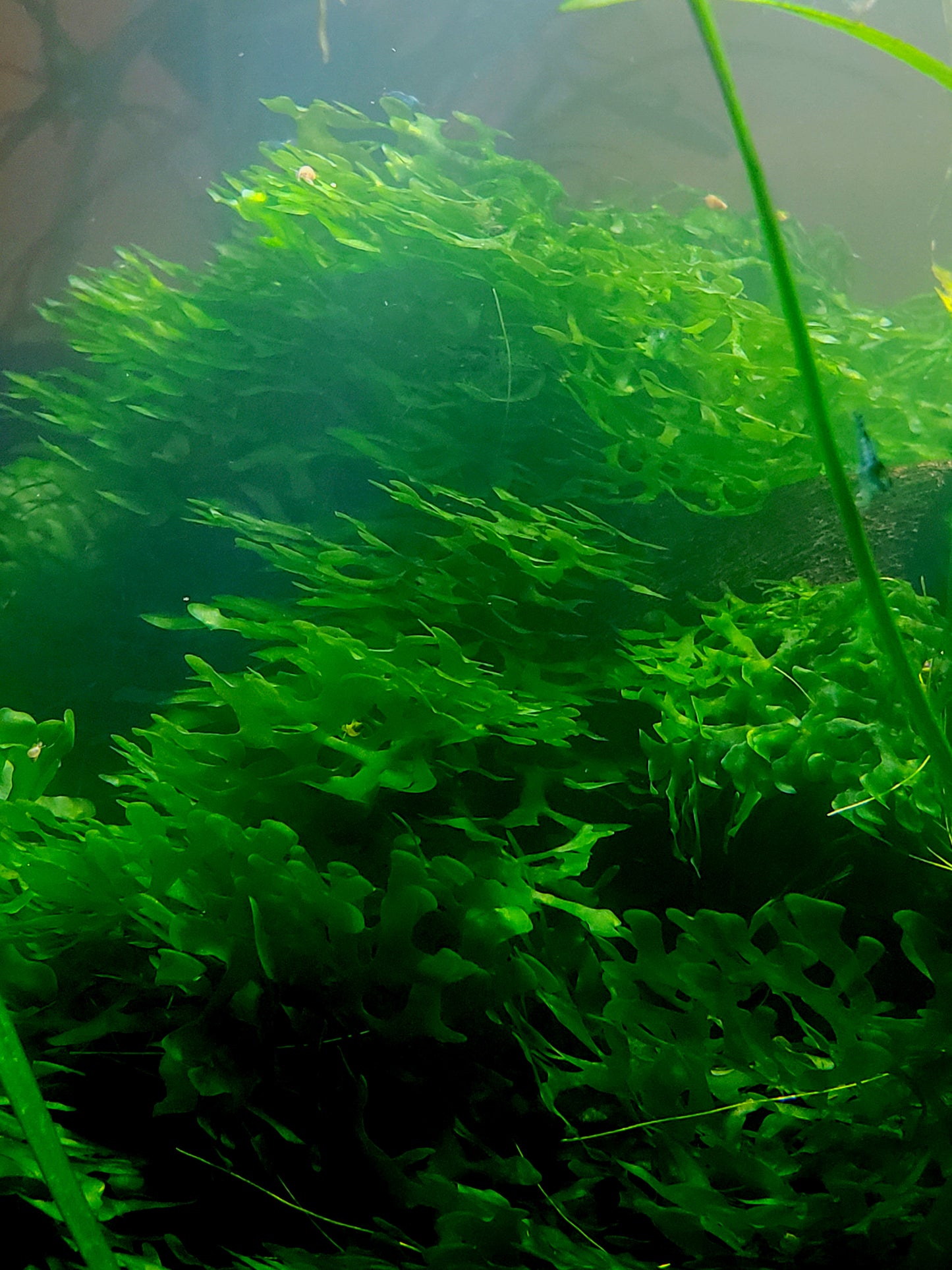 Pellia Moss, (Subwassertang Round), Home Aquarium grown, Green and Healthy 4 OZ