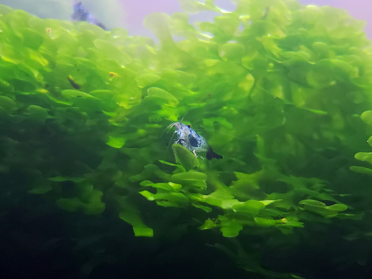Pellia Moss, (Subwassertang Round), Home Aquarium grown, Green and Healthy 4 OZ