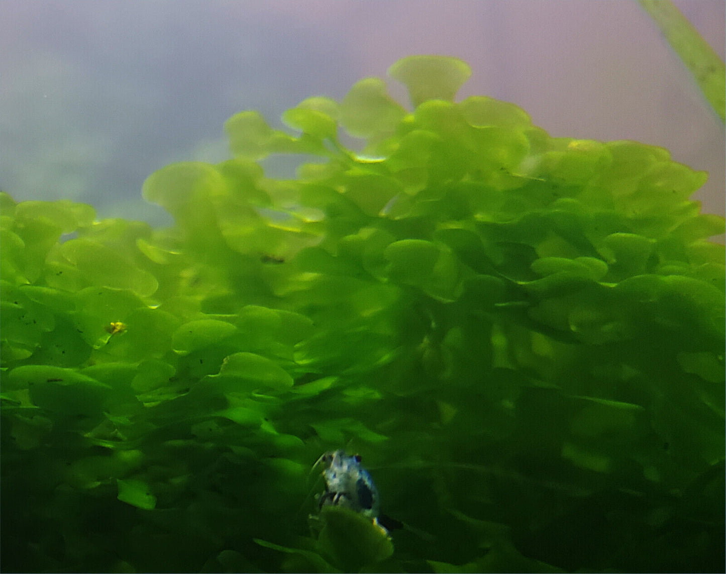 Pellia Moss, (Subwassertang Round), Home Aquarium grown, Green and Healthy 4 OZ