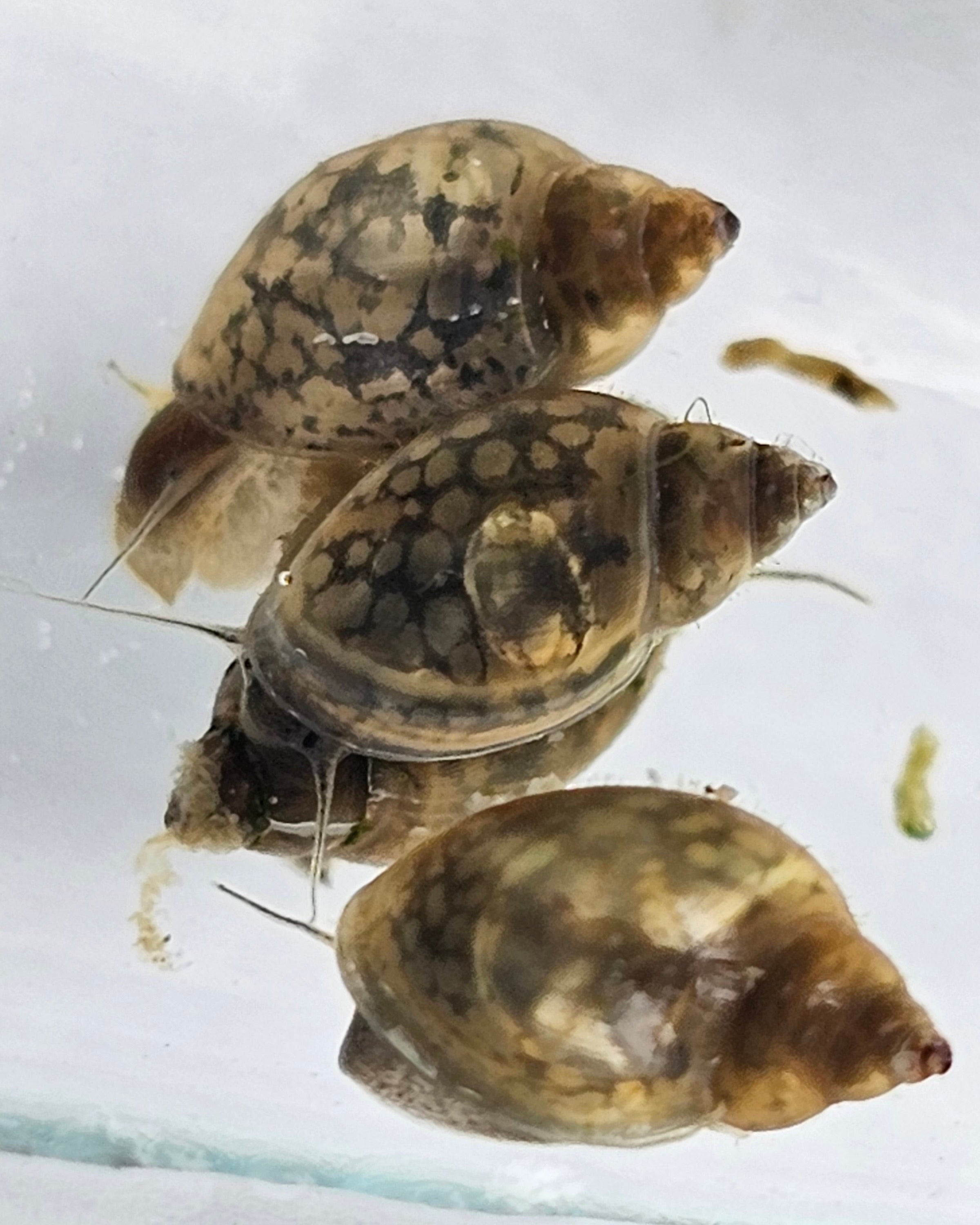 10 Bladder Snails, Physella Acuta, Small Freshwater Aquarium Snails + GIFTS 10 Bladder Snails, Physella Acuta, Small Freshwater Aquarium Snails + GIFTS
