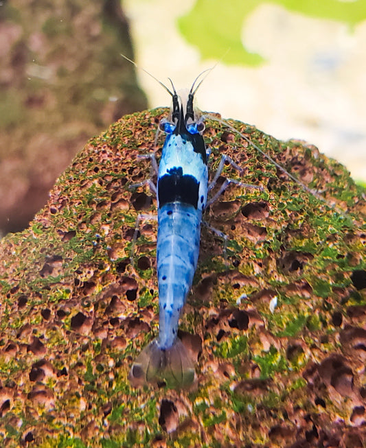 Keeping Dwarf Shrimp: A Rewarding Hobby for Aquarium Novices and Experts Alike