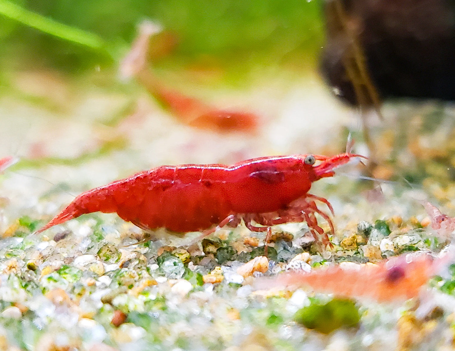 Neocaridina Dwarf Shrimp