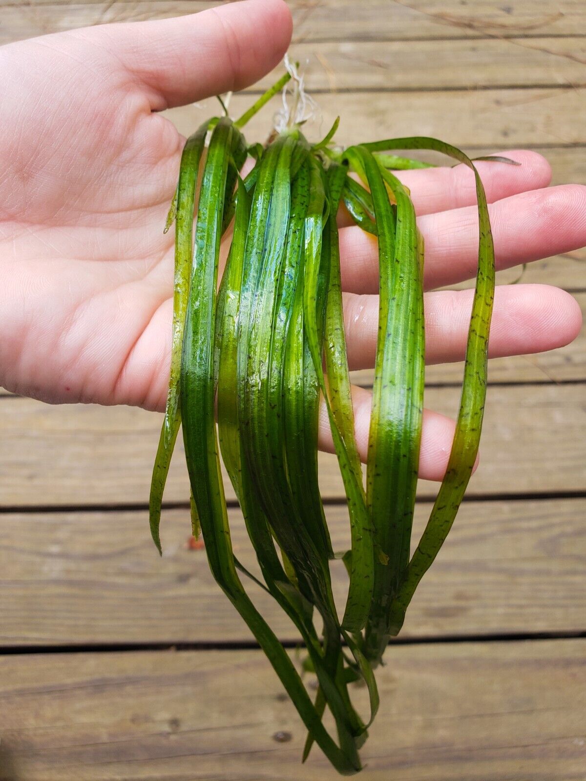 Aquatic Plants