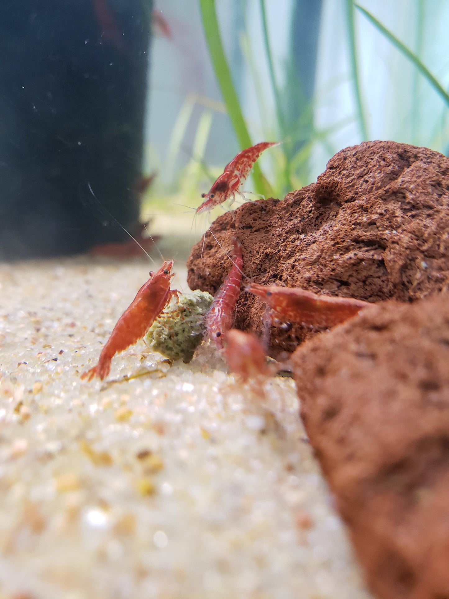 Natural Aquarium Sand - WASHED READY FOR USE Substrate for Plants - Medium Grain