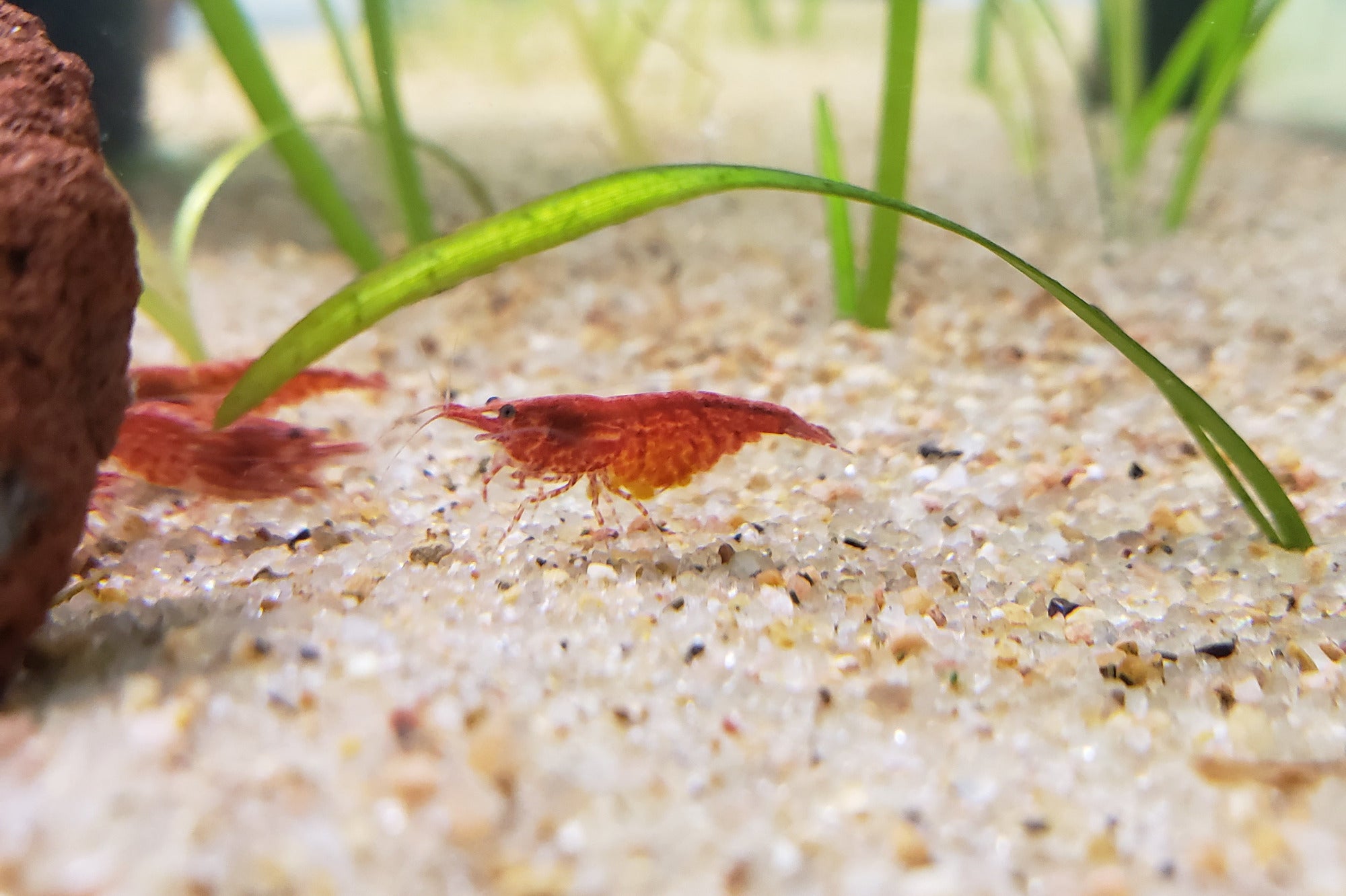 Natural Sand Aquarium Substrate with RCS Shrimp