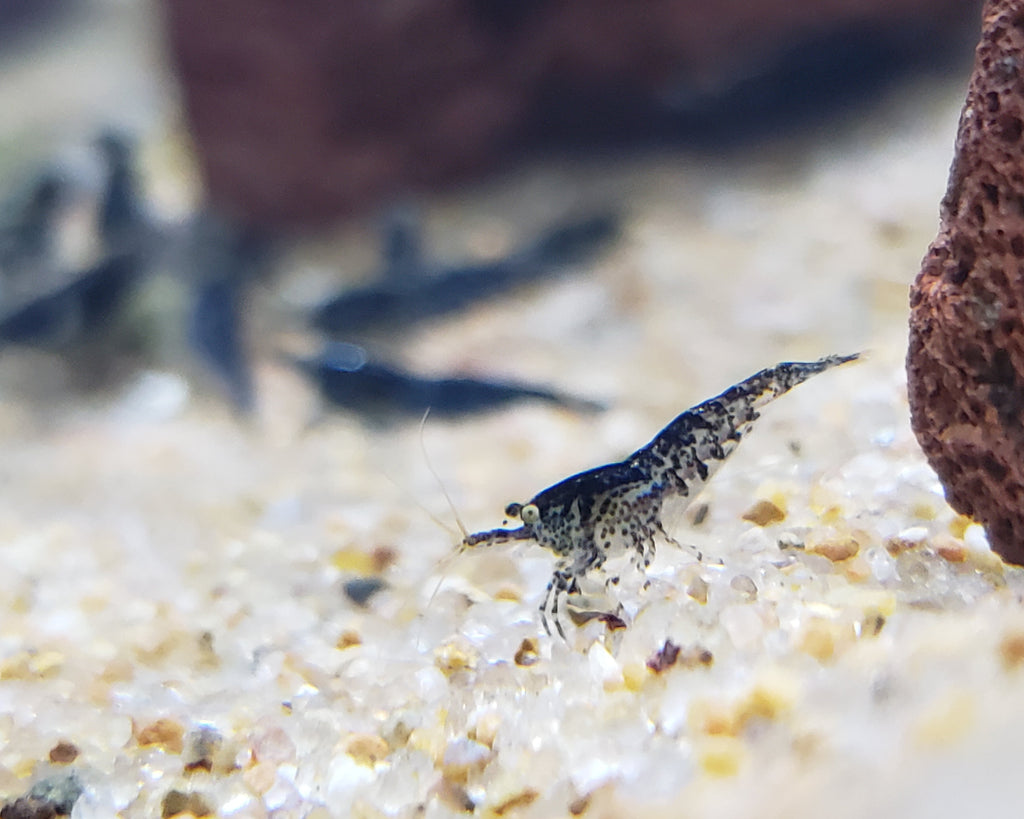 Blue Rili Shrimp