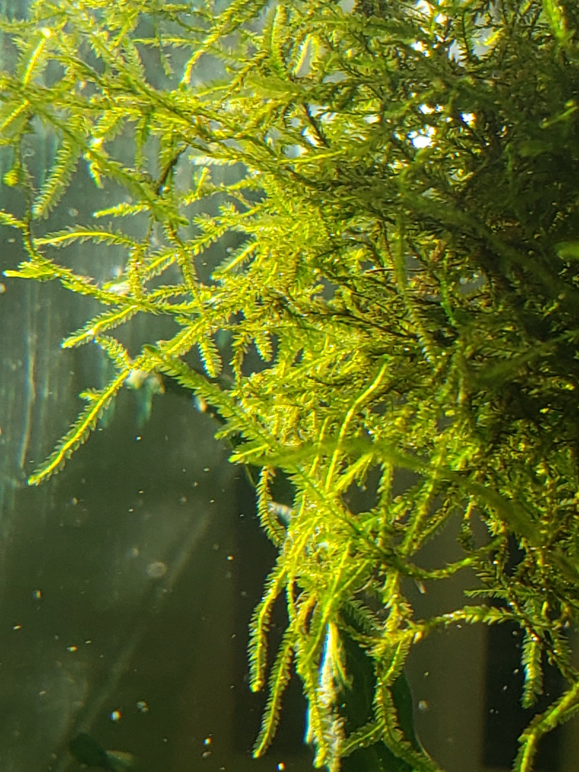 Java Moss - 🔥Buy 2 Get 1 Free🔥(Large Healthy Clumps, Home Grown)