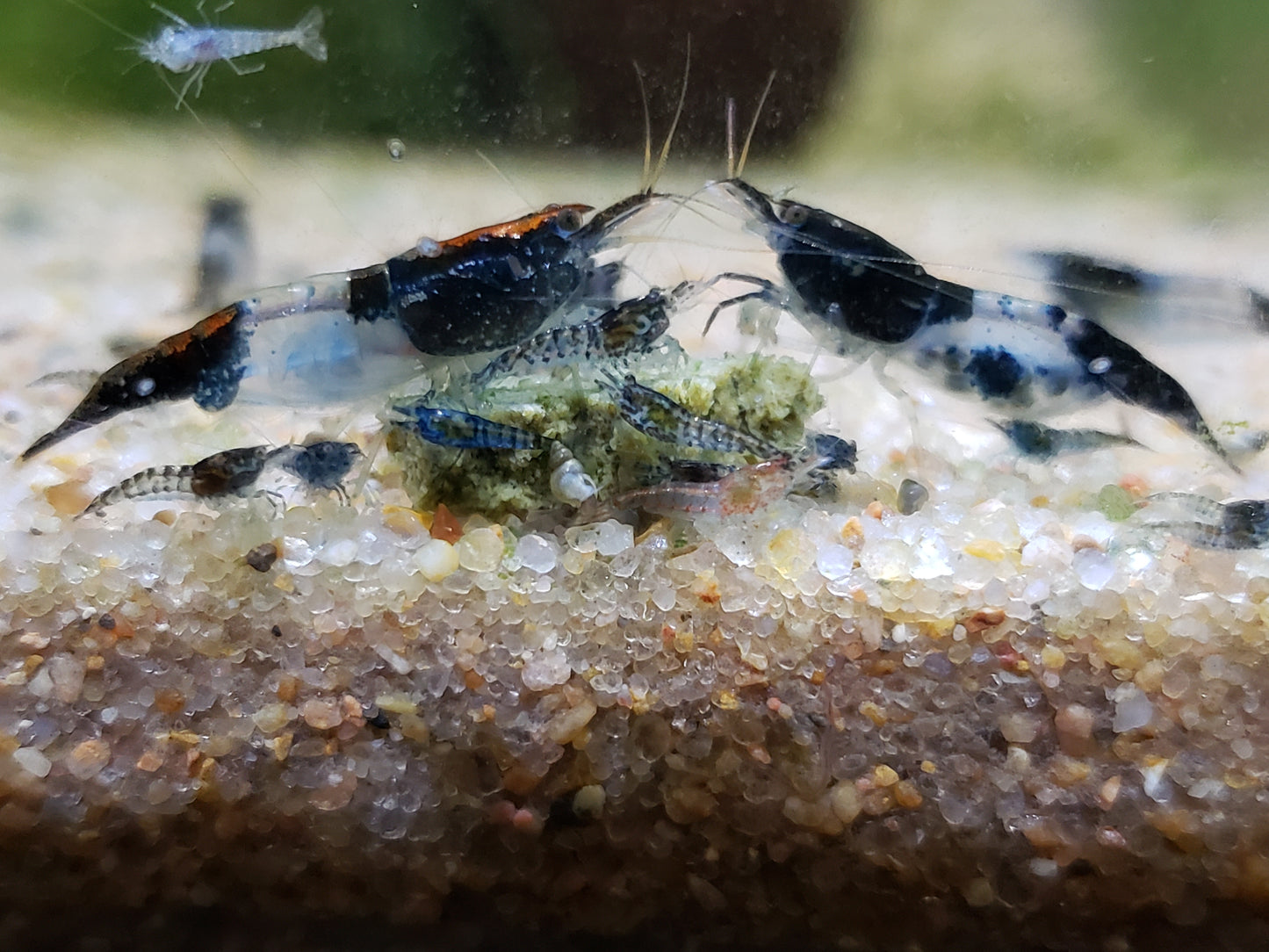 Carbon Rili Shrimp Neocaridina 10+ Dwarf Shrimp Aquarium Pets