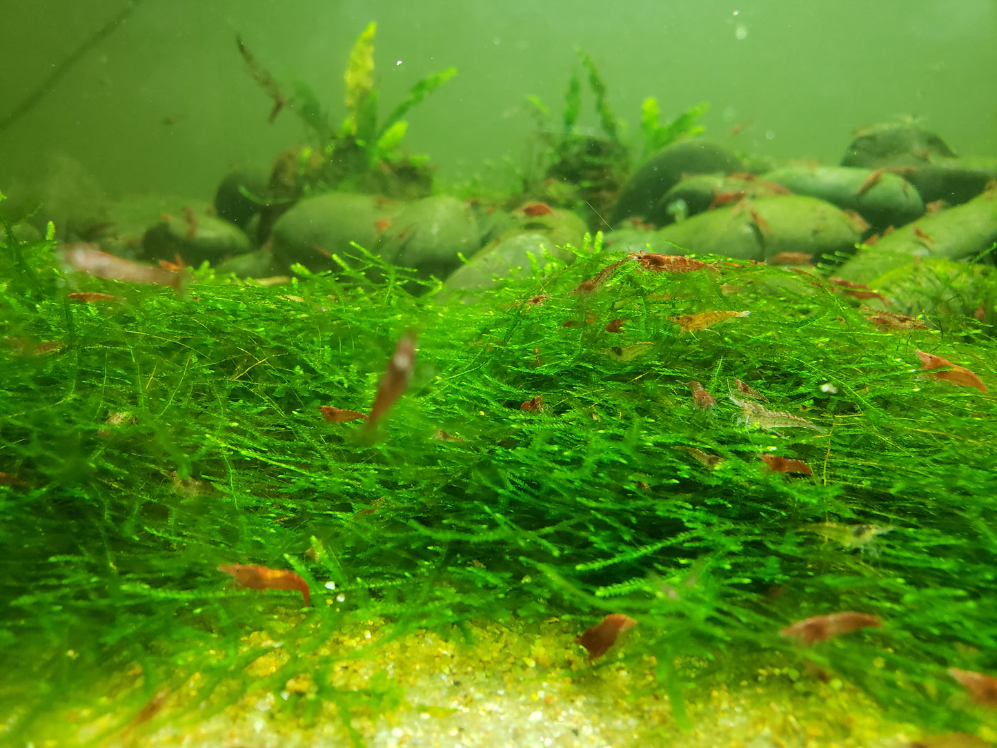 Java Moss (Taxiphyllum Barbieri) -Home Grown Green and Healthy BUY 2 GET 1 FREE