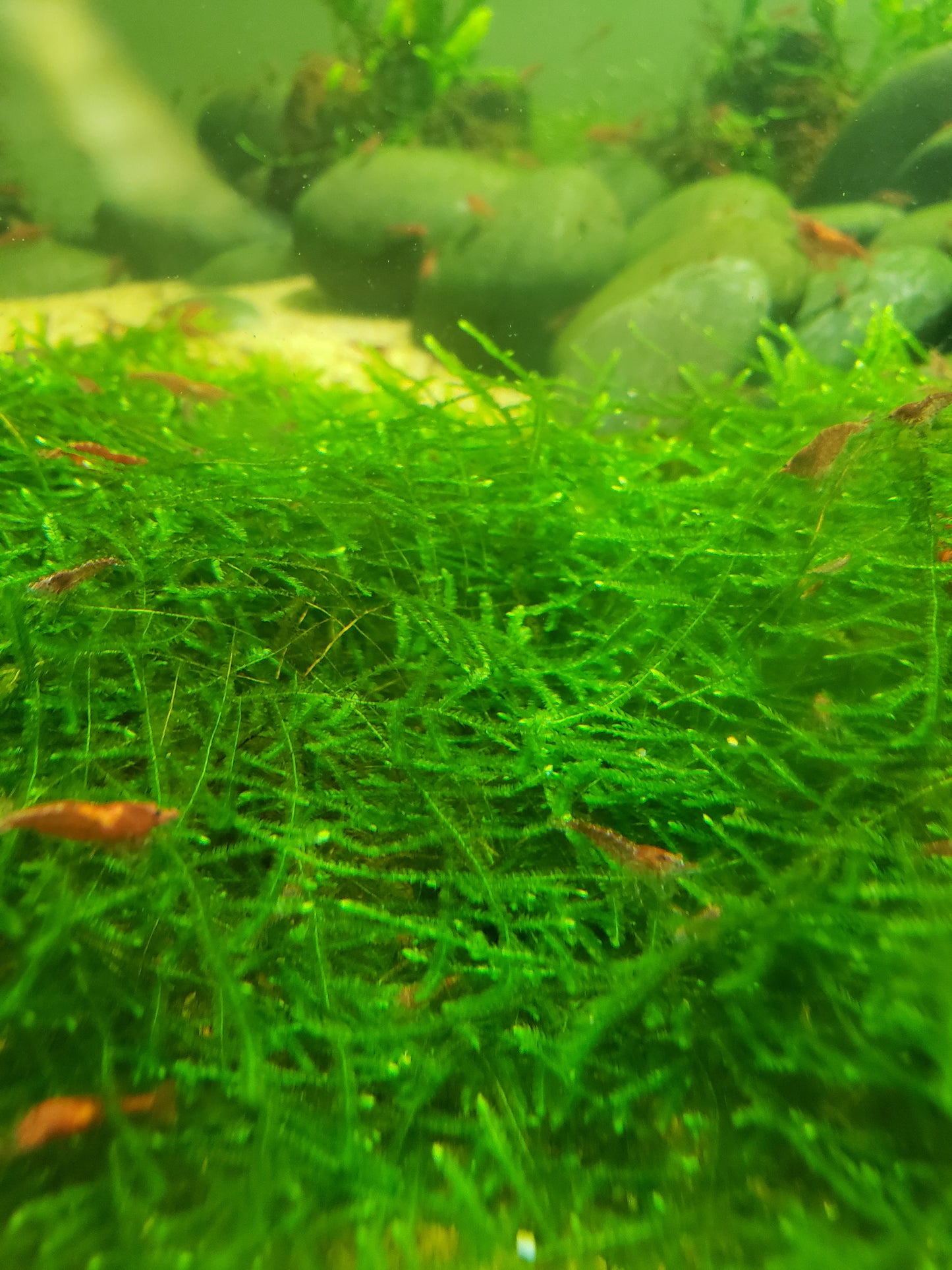 Java Moss (Taxiphyllum Barbieri) -Home Grown Green and Healthy BUY 2 GET 1 FREE