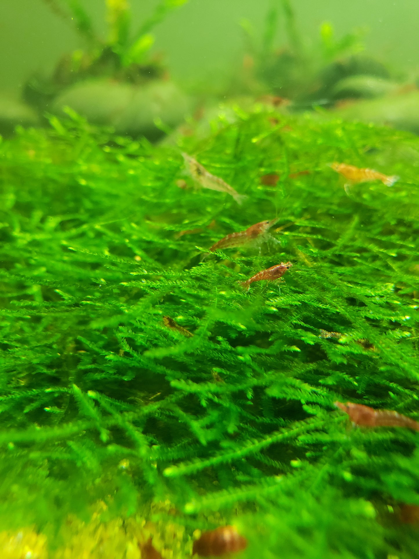 Java Moss (Taxiphyllum Barbieri) -Home Grown Green and Healthy BUY 2 GET 1 FREE