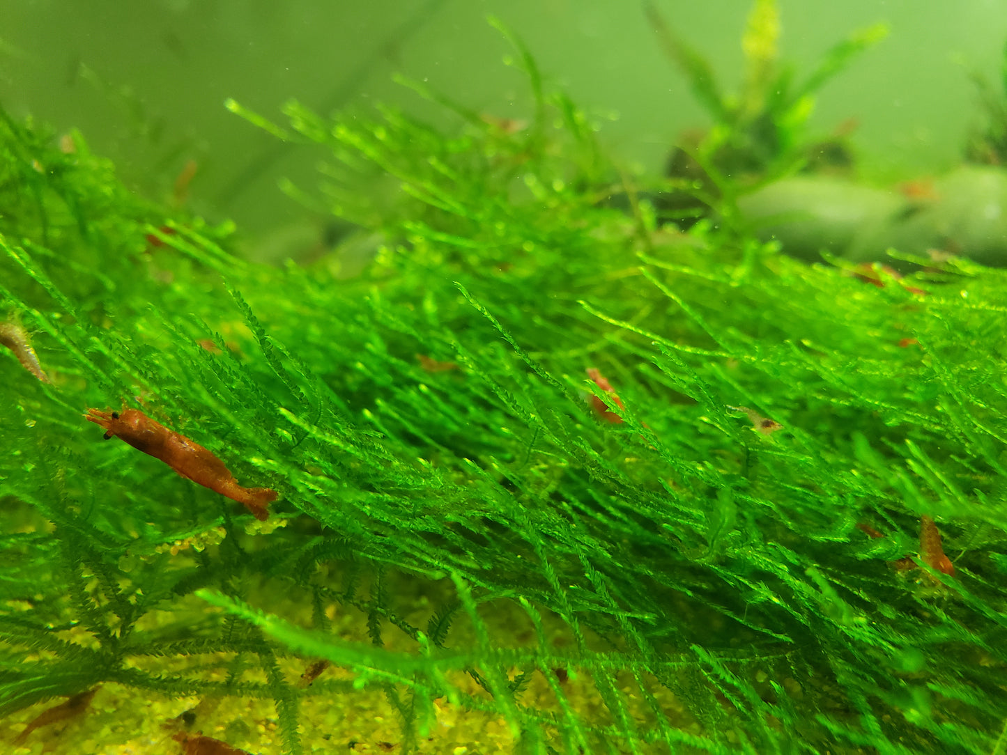 Java Moss (Taxiphyllum Barbieri) -Home Grown Green and Healthy BUY 2 GET 1 FREE