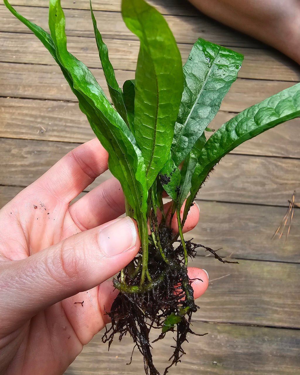 Java Fern Aquatic Terrarium plant