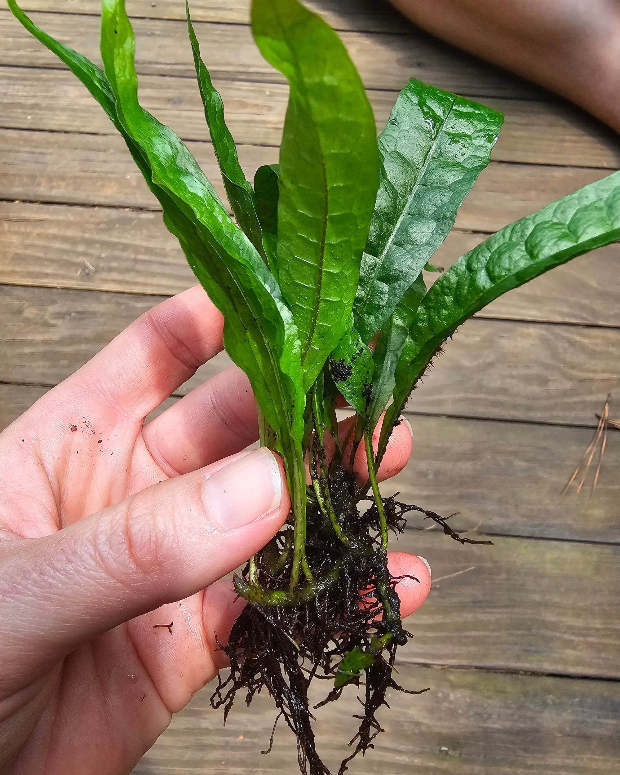 Java Fern Aquatic Terrarium plant