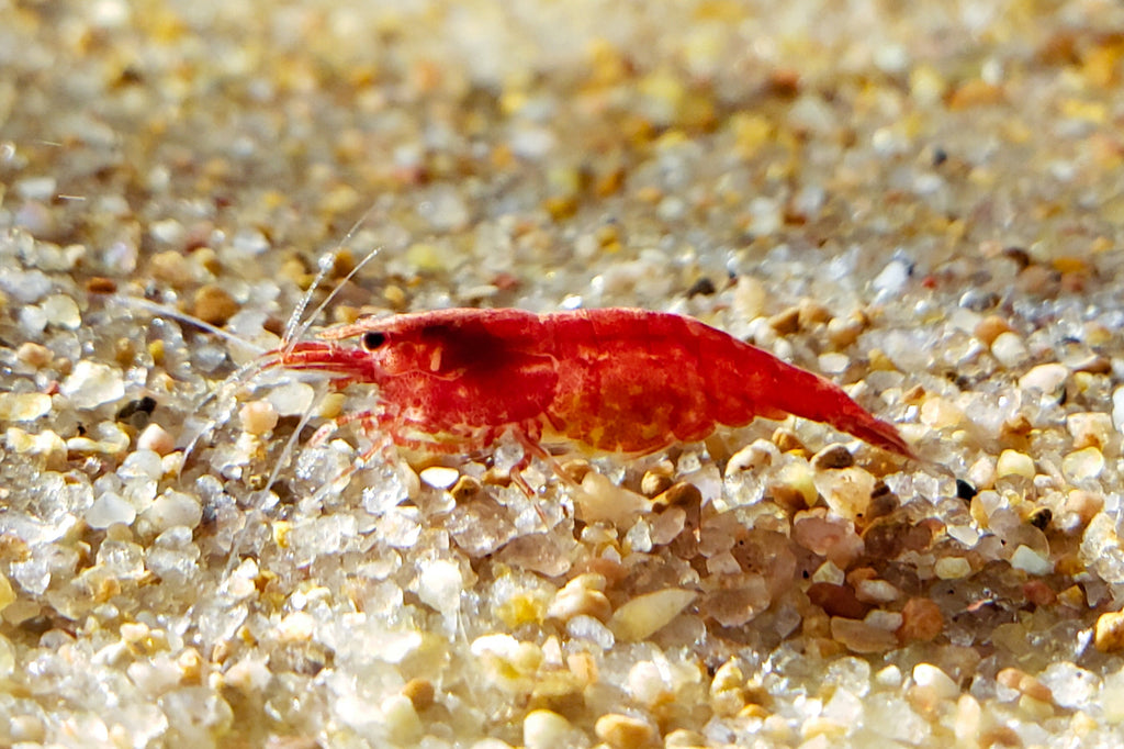 Red Cherry Shrimp on Natural Sand Aquarium Substrate