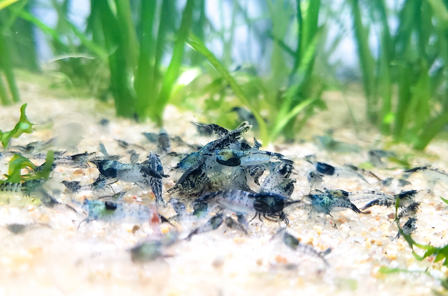 20+ Blue Rili and Carbon Rili Shrimp Neocaridina Dwarf Shrimp, Discounted Culls