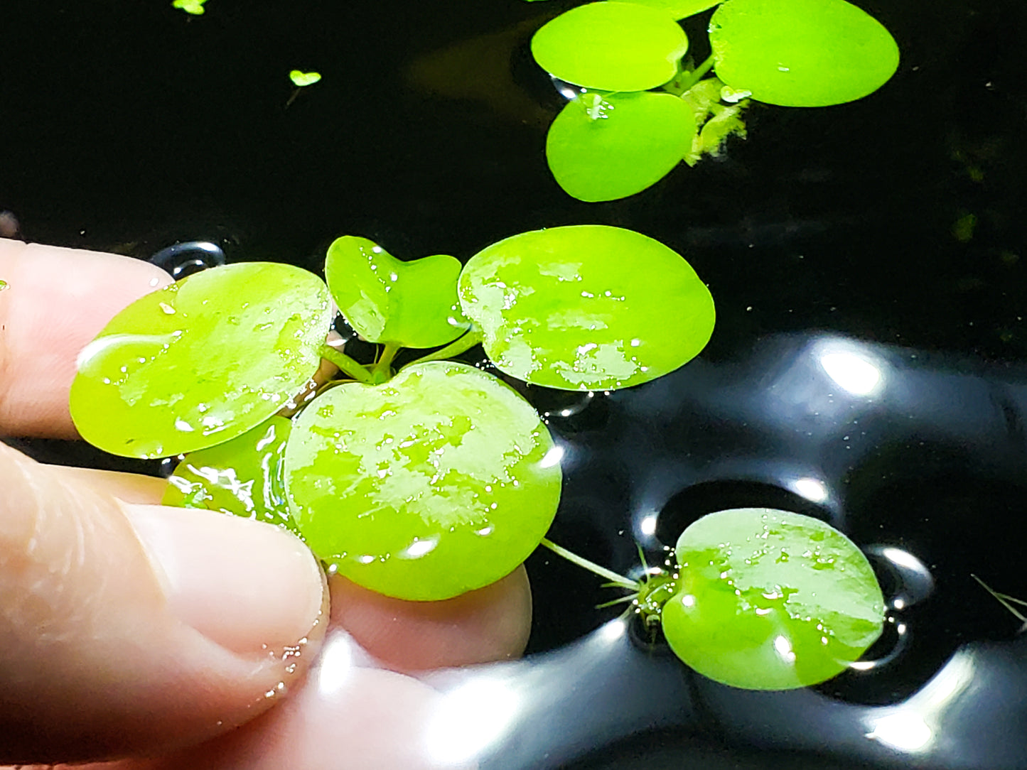 50+ Leaf Frogbit BUY 2 Get 1 FREE - Floating Aquatic Plant - HEALTHY AND GREEN