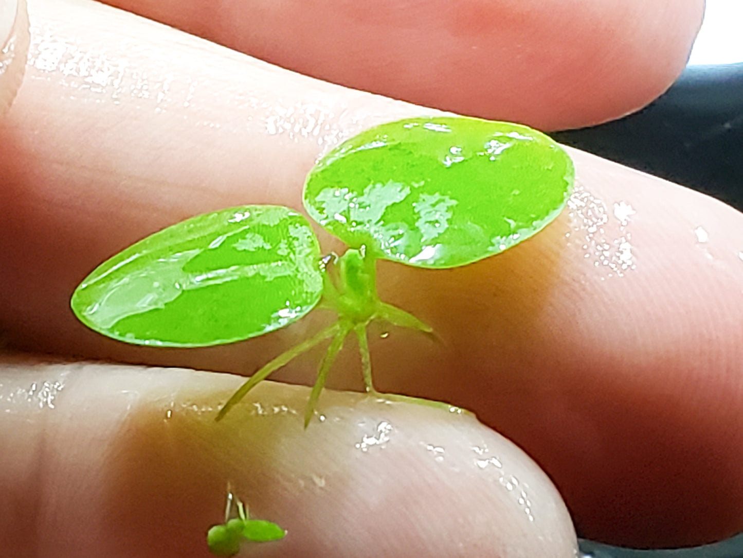 50+ Leaf Frogbit BUY 2 Get 1 FREE - Floating Aquatic Plant - HEALTHY AND GREEN