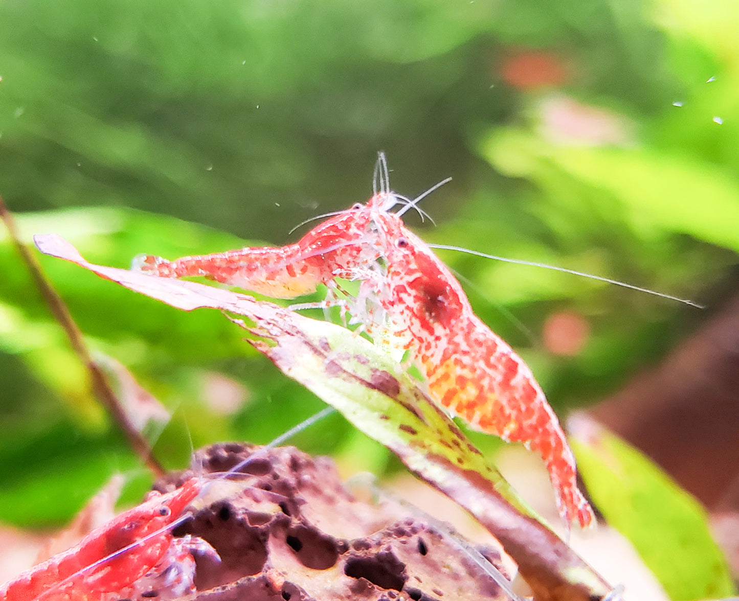 Red Cherry Shrimp (Fire Red Shrimp) 20+ RCS, Neocaridina, Discounted Culls