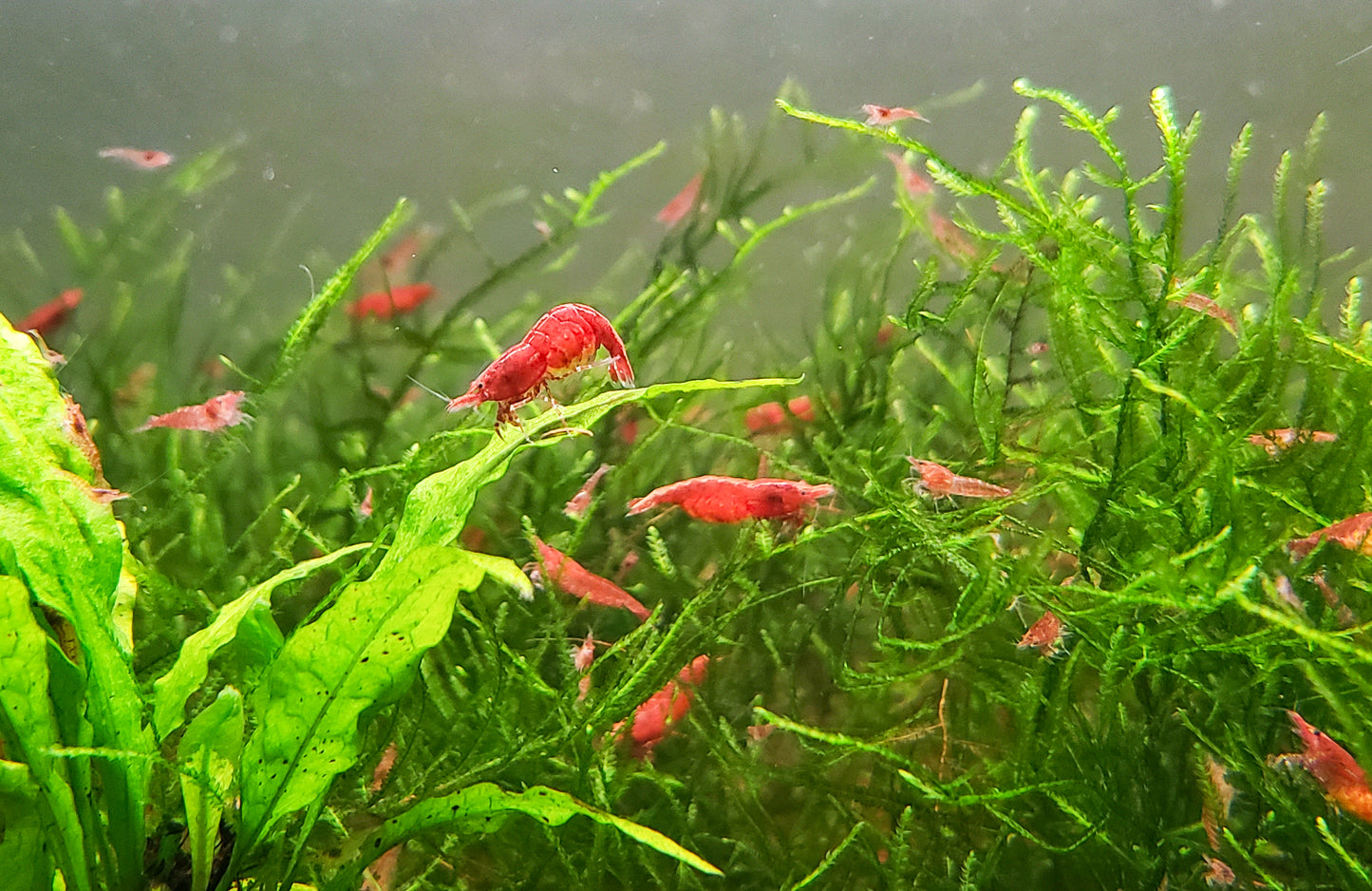 Red Cherry Shrimp (Fire Red) 10+ RCS Neocaridina Dwarf Shrimp