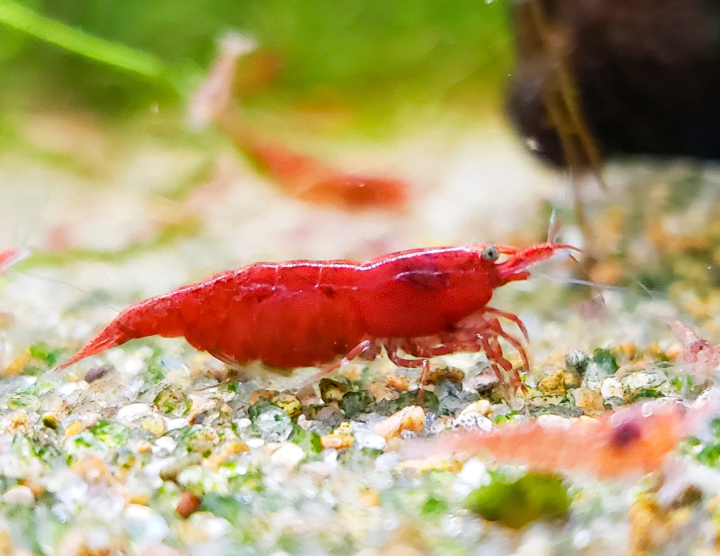 Red Cherry Shrimp (Fire Red) 10+ RCS Neocaridina Dwarf Shrimp