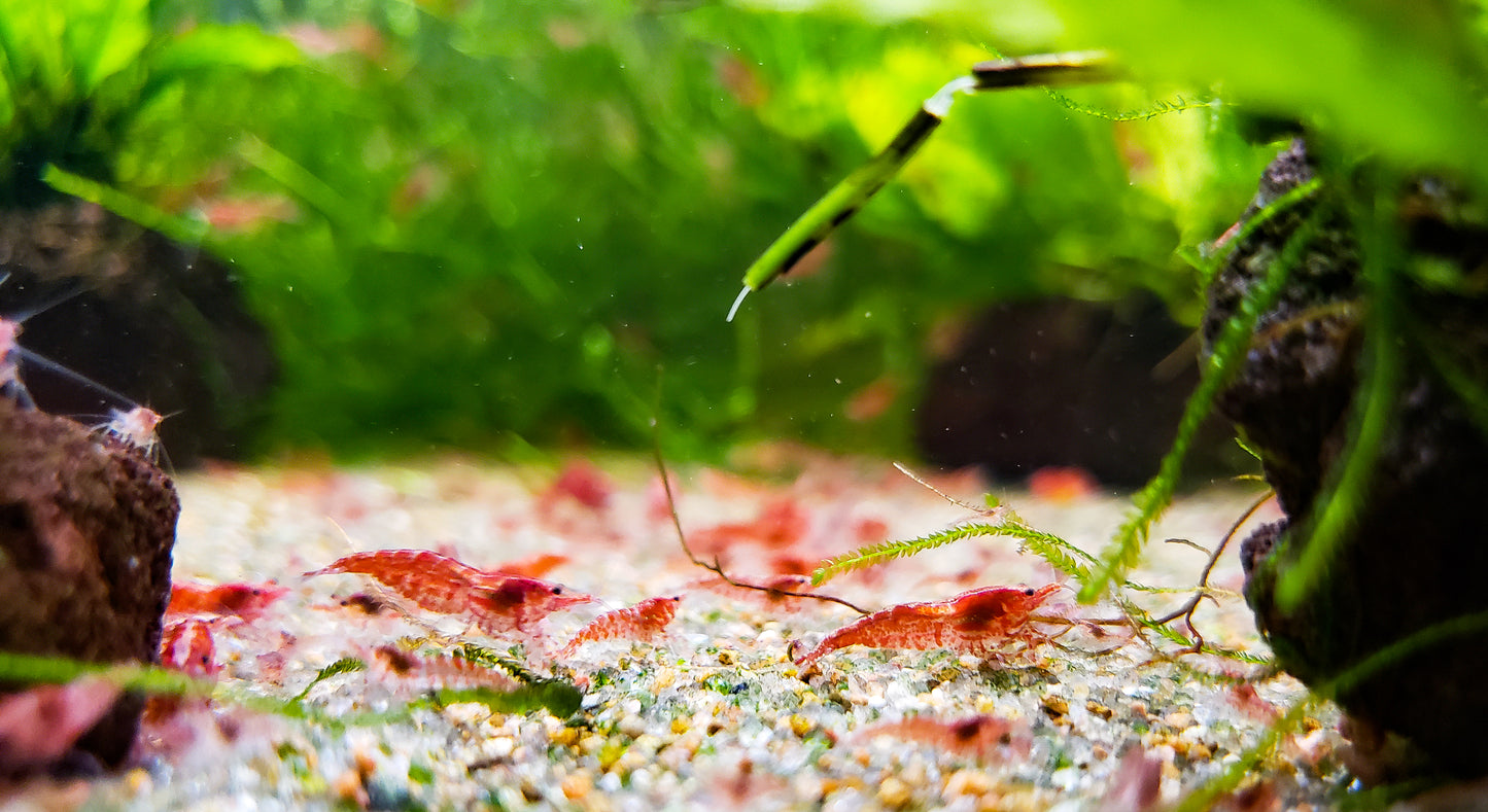 Red Cherry Shrimp (Fire Red Shrimp) 20+ RCS, Neocaridina, Discounted Culls