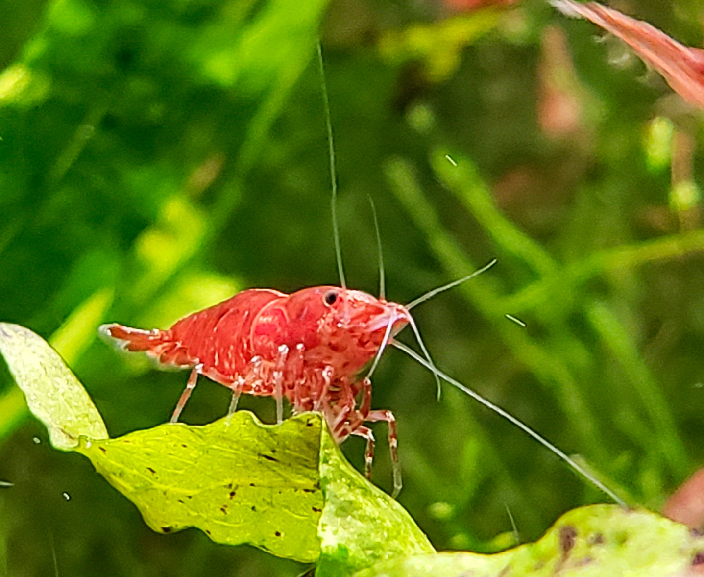 Red Cherry Shrimp (Fire Red Shrimp) 20+ RCS, Neocaridina, Discounted Culls