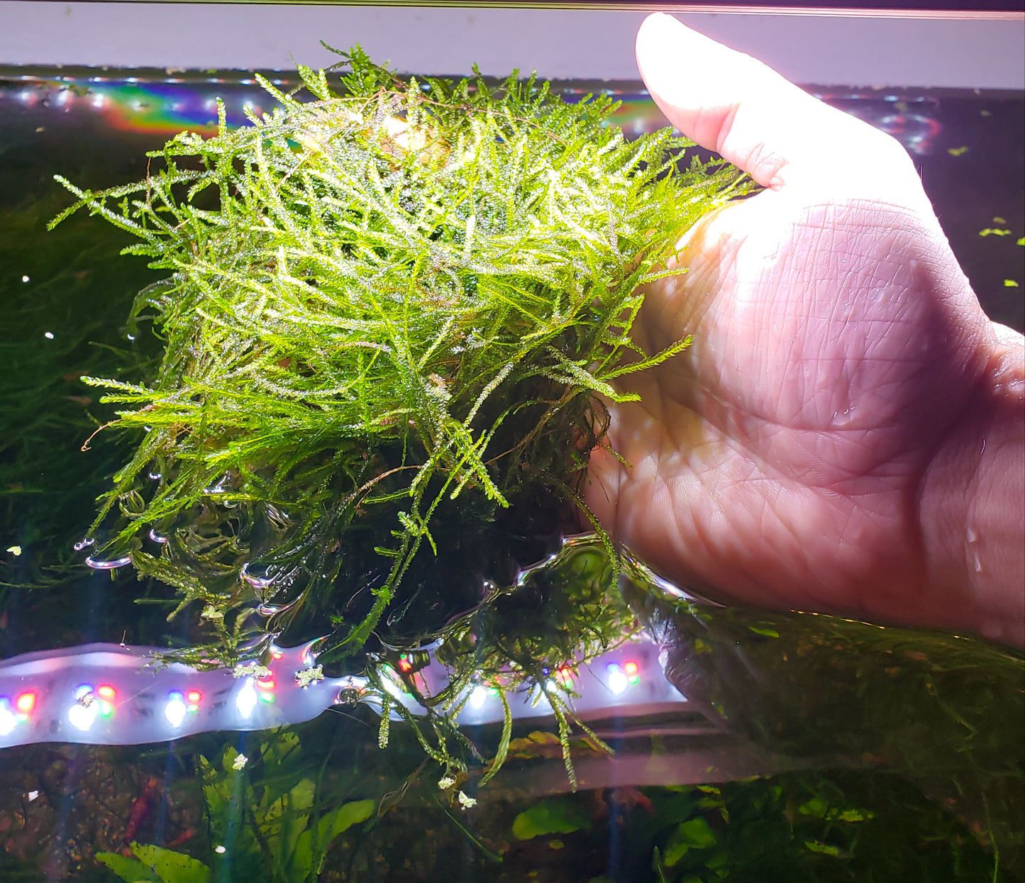 Java Moss (Taxiphyllum Barbieri) -Home Grown Green and Healthy BUY 2 GET 1 FREE