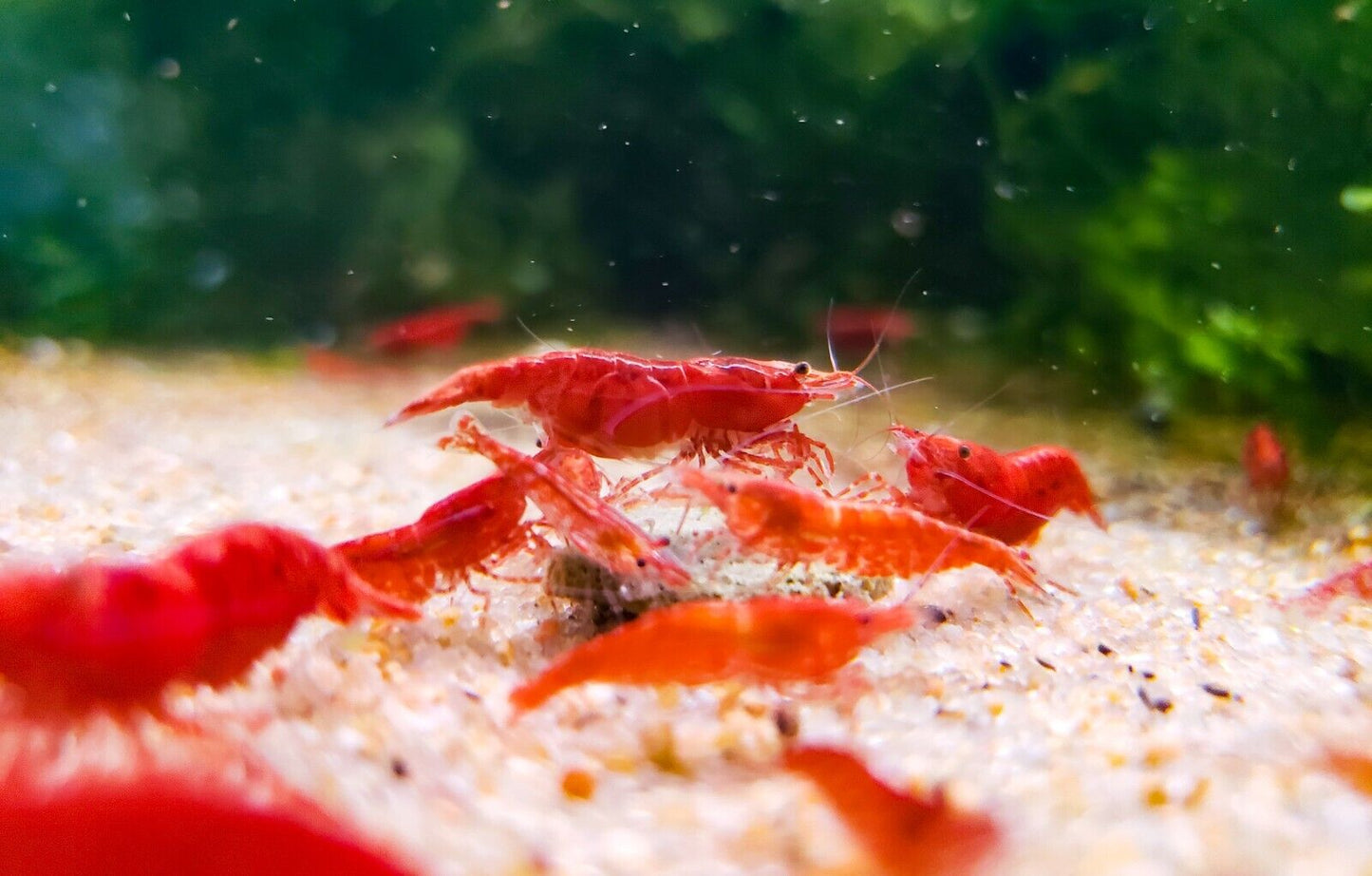 Red Cherry Shrimp (Fire Red) 10+ RCS Neocaridina Dwarf Shrimp