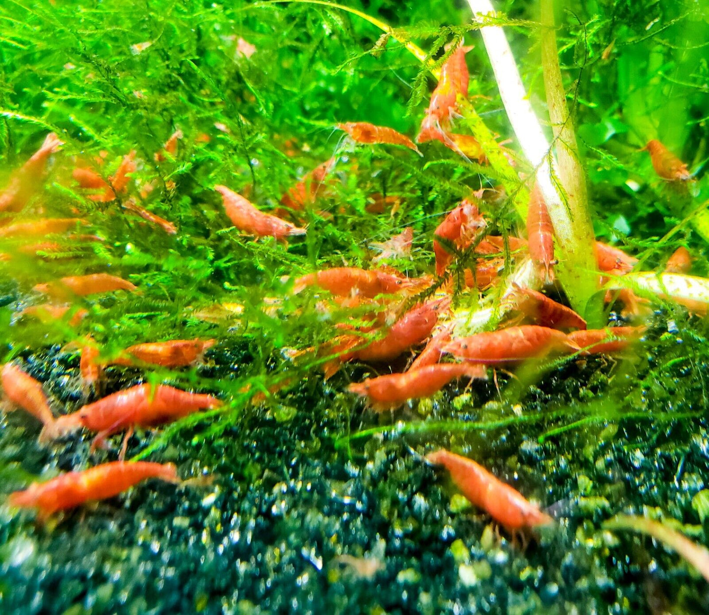 Red Cherry Shrimp (Fire Red) 10+ RCS Neocaridina Dwarf Shrimp