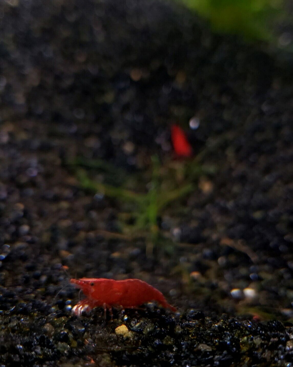 Red Cherry Shrimp on Black Sand