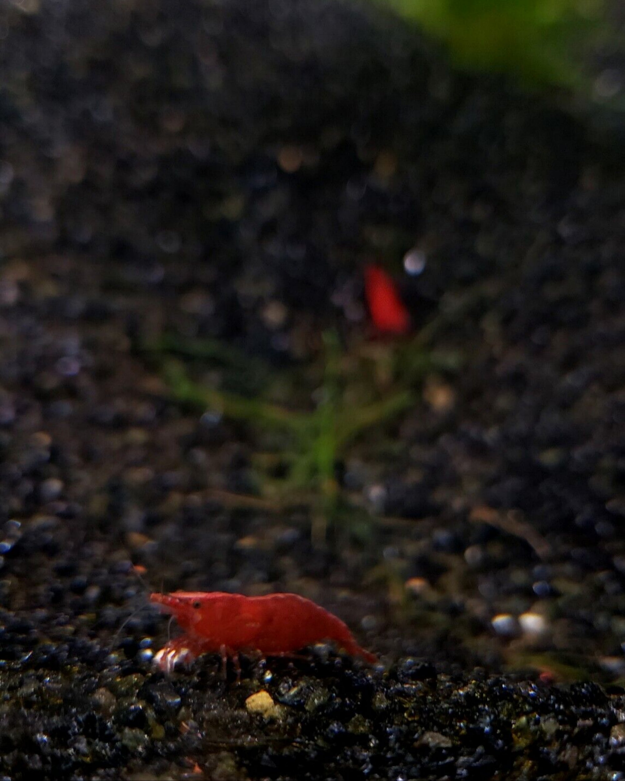 Red Cherry Shrimp on Black Sand