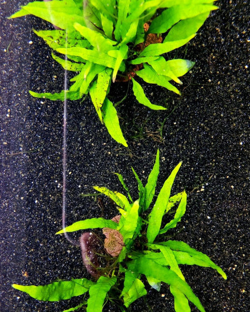 Java Fern in an aquarium with black sand