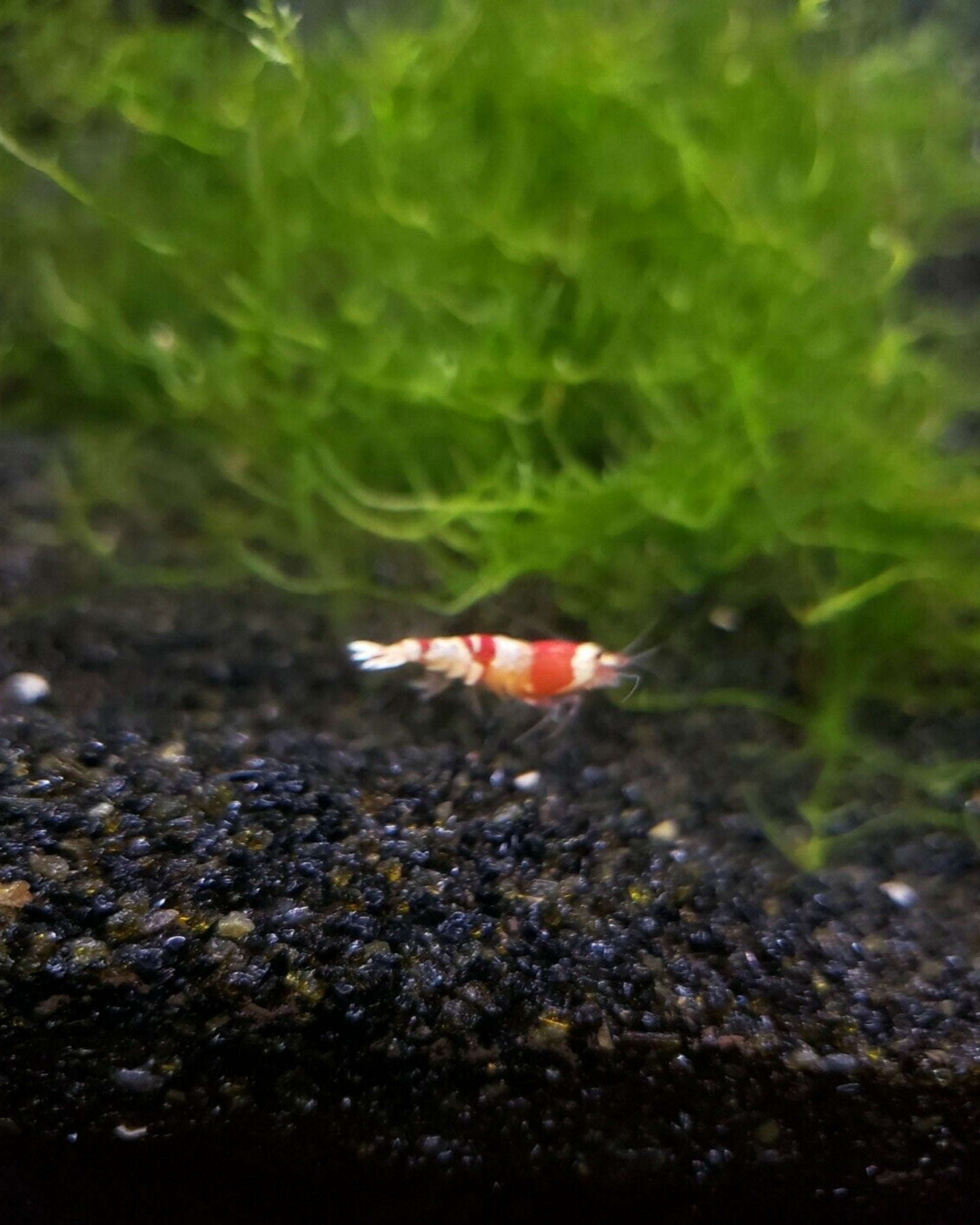 Crystal Red Shrimp in an Aquarium with Black Sand