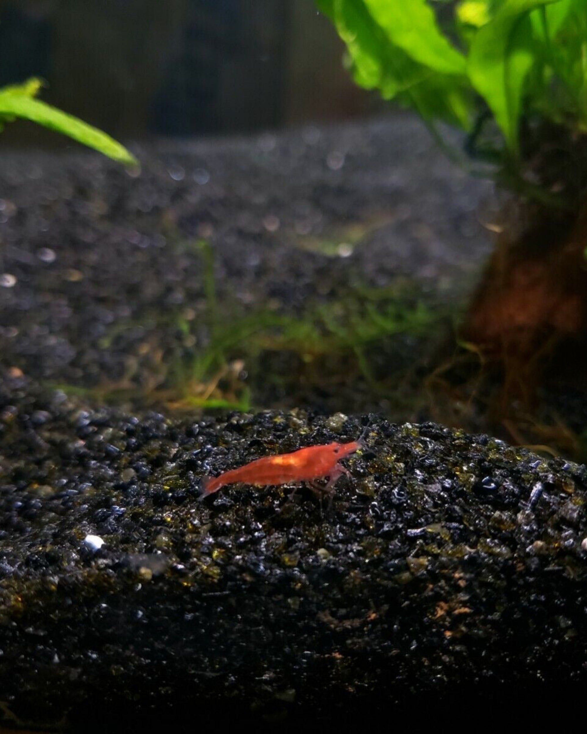Red Cherry Shrimp walking on Black Sand