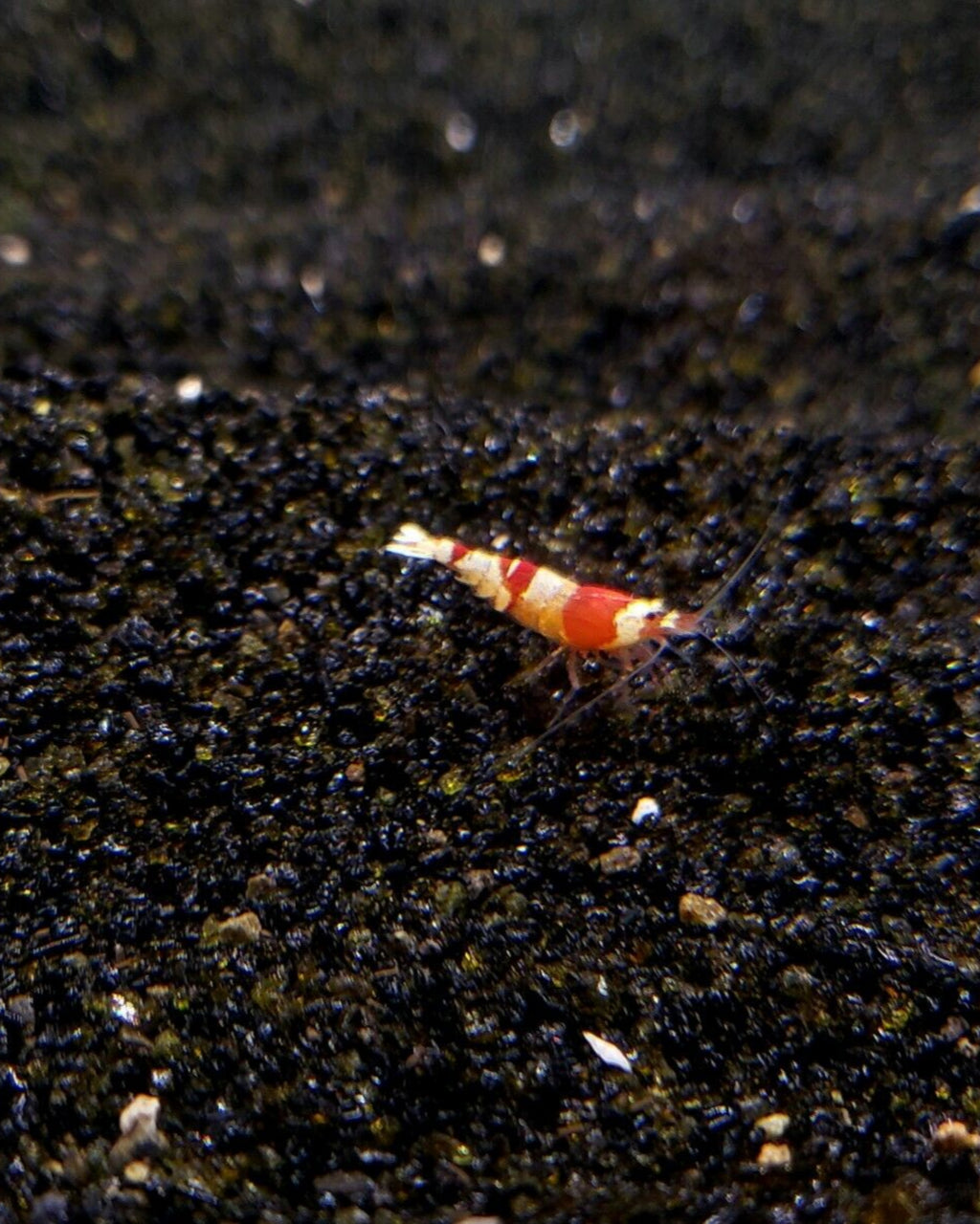 CRS shrimp on black substrate with greenery in the background