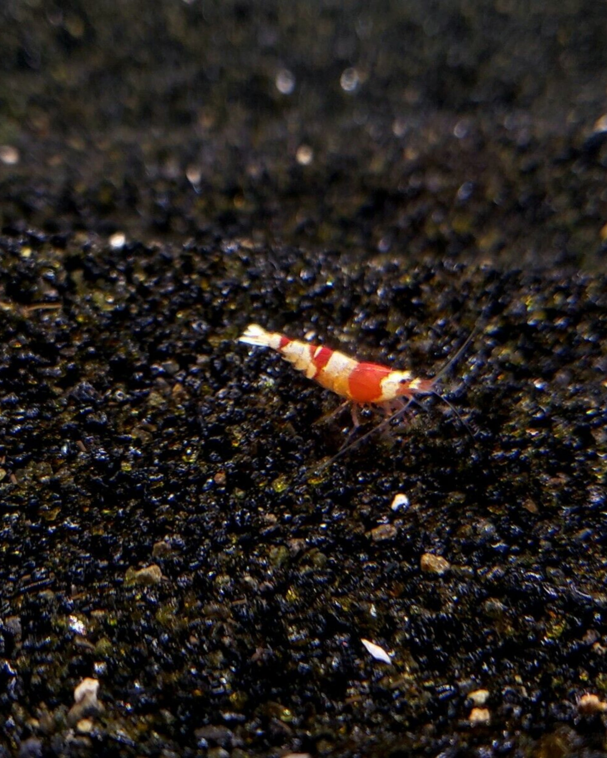 CRS shrimp on black substrate with greenery in the background