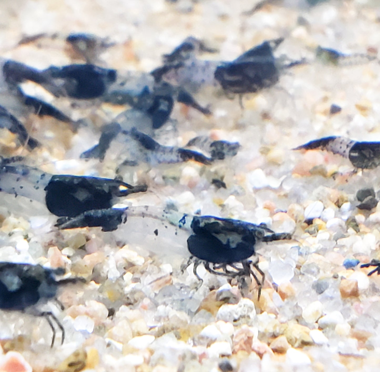 Carbon Rili Shrimp Neocaridina 10+ Dwarf Shrimp Aquarium Pets