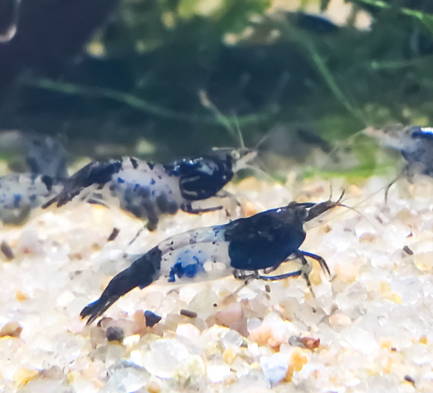 Carbon Rili Shrimp Neocaridina 10+ Dwarf Shrimp Aquarium Pets