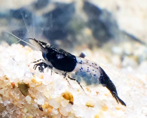 Carbon Rili Shrimp Neocaridina Dwarf Shrimo\p
