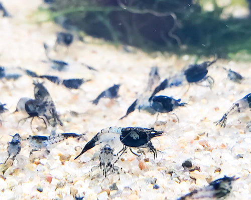 Carbon Rili Shrimp Neocaridina Dwarf Shrimo\p